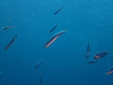 Sardine, anchois, ou autre petit téléostéen ?