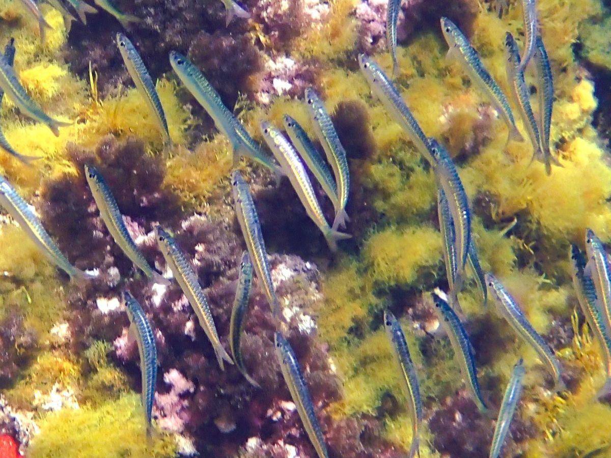 sardine d'europe ?