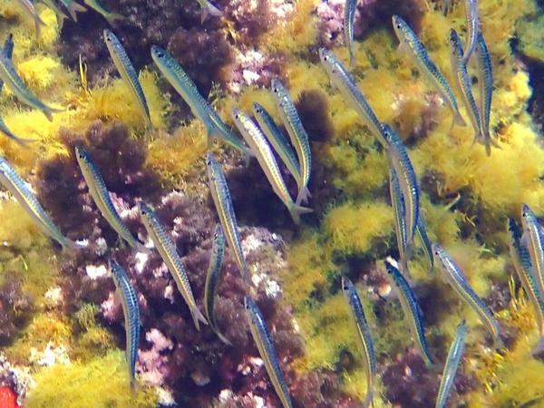sardine d'europe ?