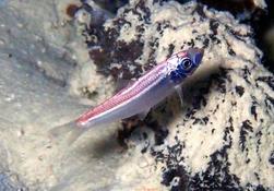 sardine, fusilier? A Djibouti...