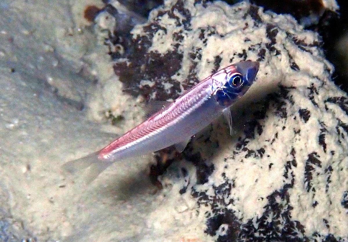 sardine, fusilier? A Djibouti...