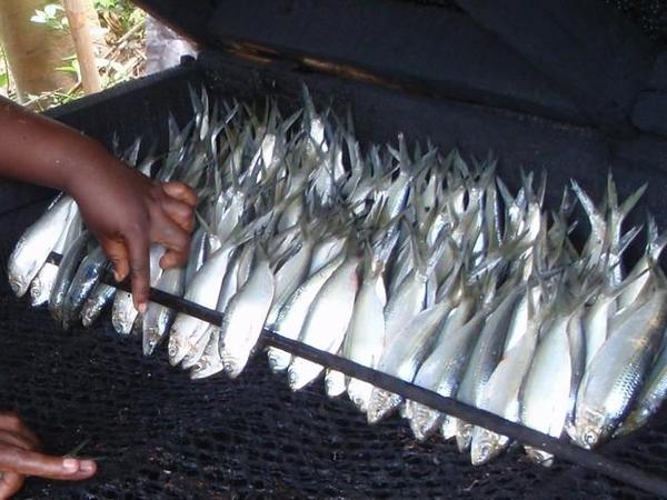 Sardines ? du Cameroun