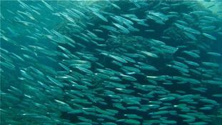 sardines, harengs ou anchois ?