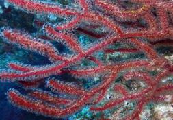 Sauriez-vous le nom de cette gorgone rouge ?