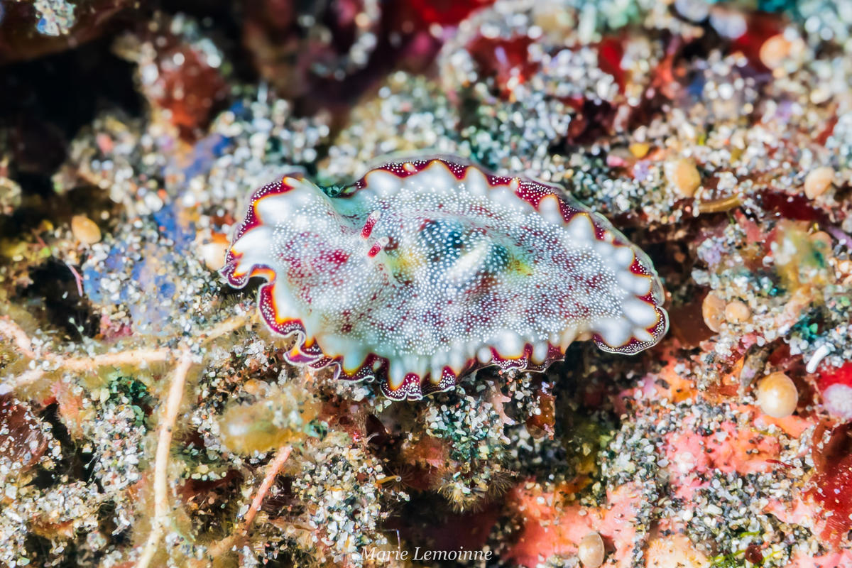Savez vous quel est ce nudibranche? Planaire?
