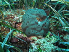 Scalarispongia scalaris (eponge cornée noire) ?