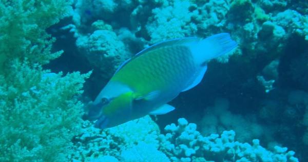 scarus prasiognathos ?