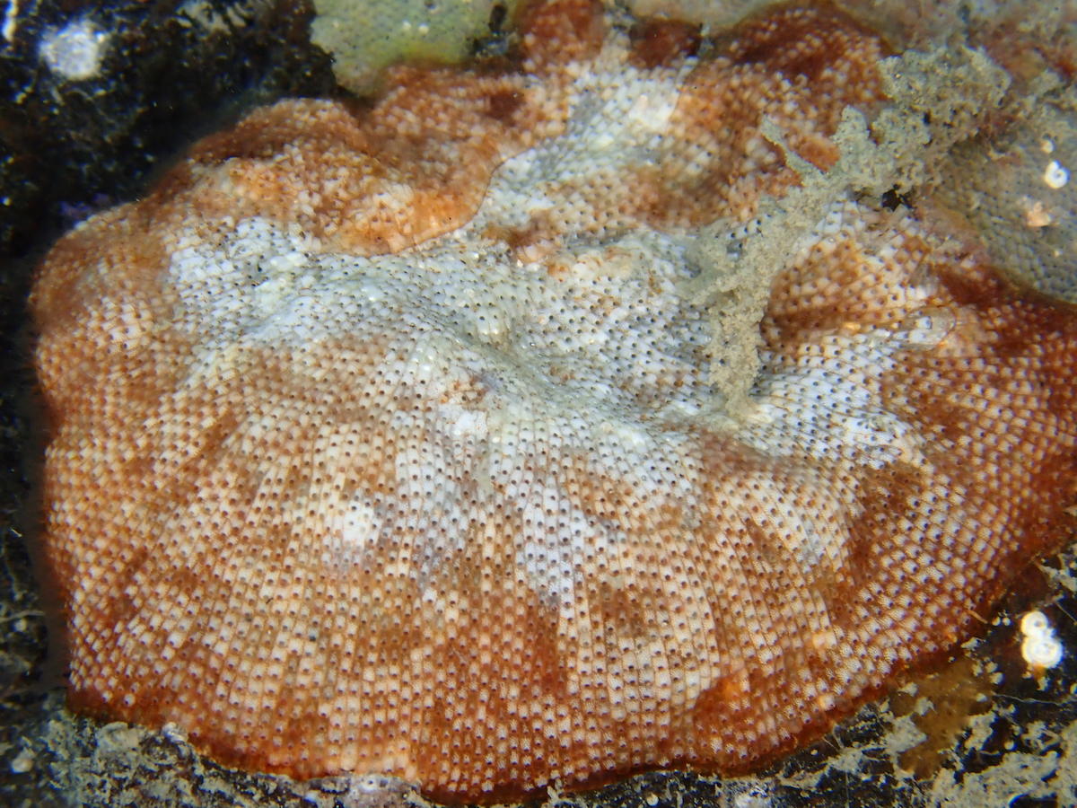 <p>J'ai regardé mes photos prises lors de cette plongée, la majorité des bryozoaires que j'ai vue sont des <i><a href="http://doris.ffessm.fr/ref/s...