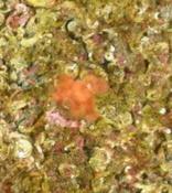 Schizoporella dunkeri ou Schizomavella mamillata?