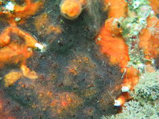 Schizoporella errata ?