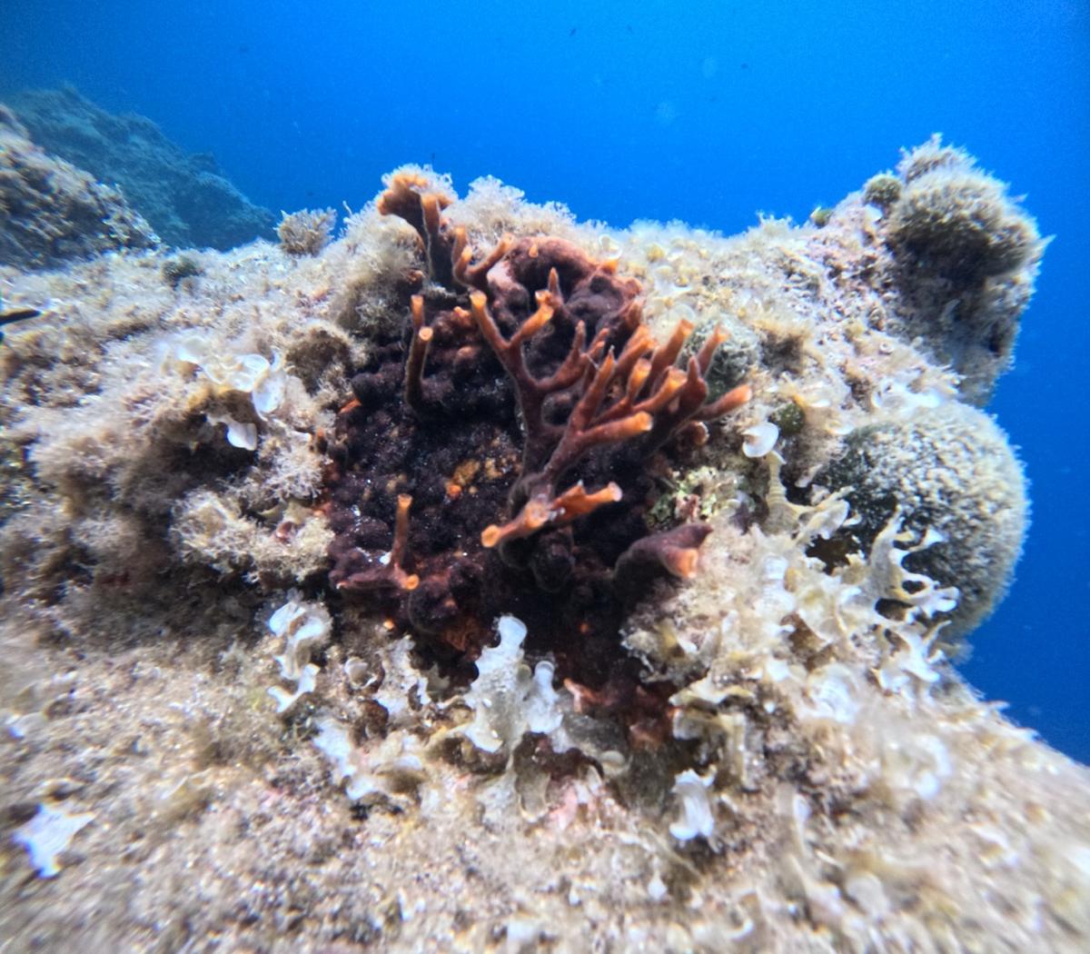 Schizoporella Errata ?