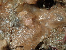 Schizoporellidae Hérault