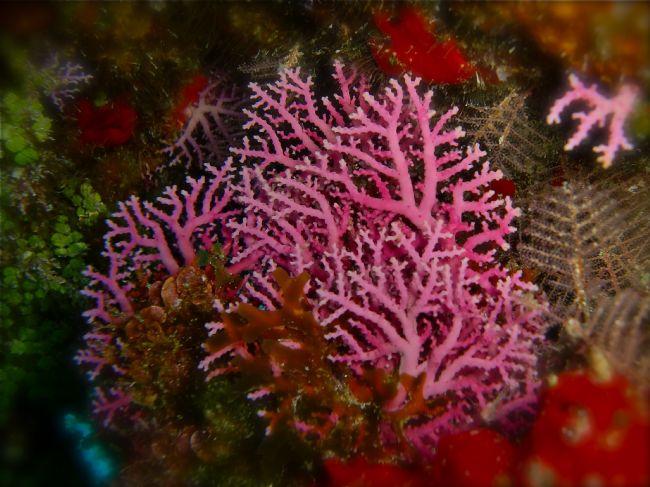 Sa jolie couleur rose m'a attiré l'oeil (sous un surplomb)...<br />Auriez-vous une idée de l'identification ?