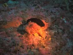 Scorpaena scrofa et Holothuria forskali