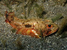 Scorpaena sp. Guadeloupe