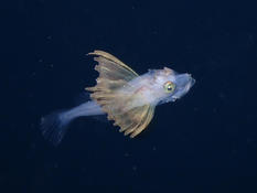 Scorpaenidae or triglidae larva?