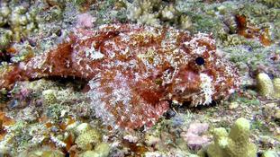 Scorpaenopsis barbata ?