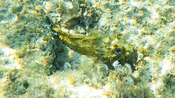 Scorpionfish