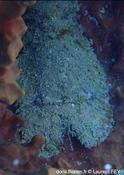 Scyllarides aequinoctialis ?