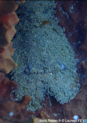 Scyllarides aequinoctialis ?