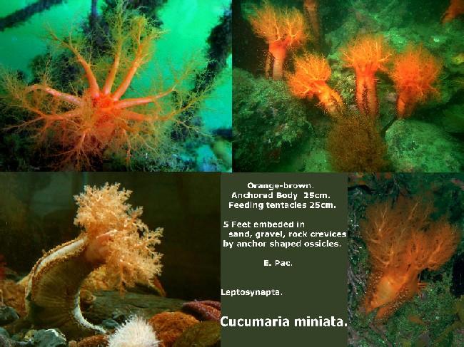 <p>Colochirus robuster OU Pentacta lutea. Juane (+ un peut de vert, brun) 4 a 8cm. Bouge comme des chenilles et rarement au ‘sol. Indo pacifique et...