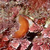 Sea slug at night
