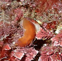 Sea slug at night