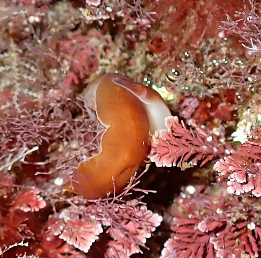 Sea slug at night