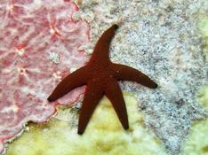 Sea star from Seychelles