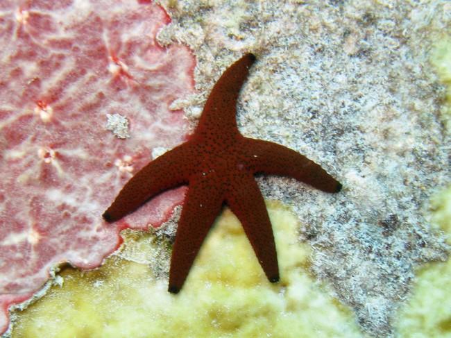 Sea star from Seychelles
