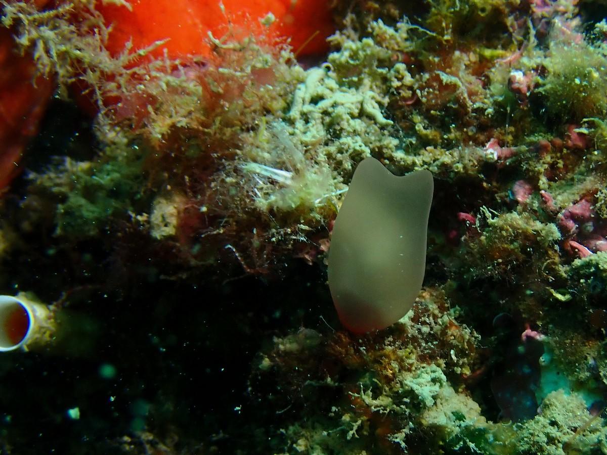 Sebdenia ?