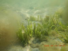 seconde petite plante lagune de Bizerte