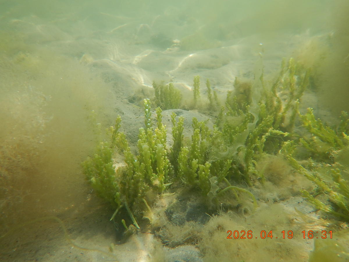 seconde petite plante lagune de Bizerte