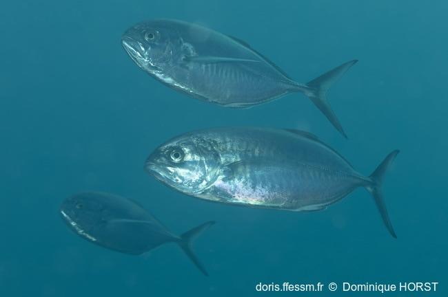 <p>fin.</p>