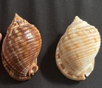 semicassis granulata ou ondulata ?