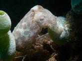 Sepia latimanus ?