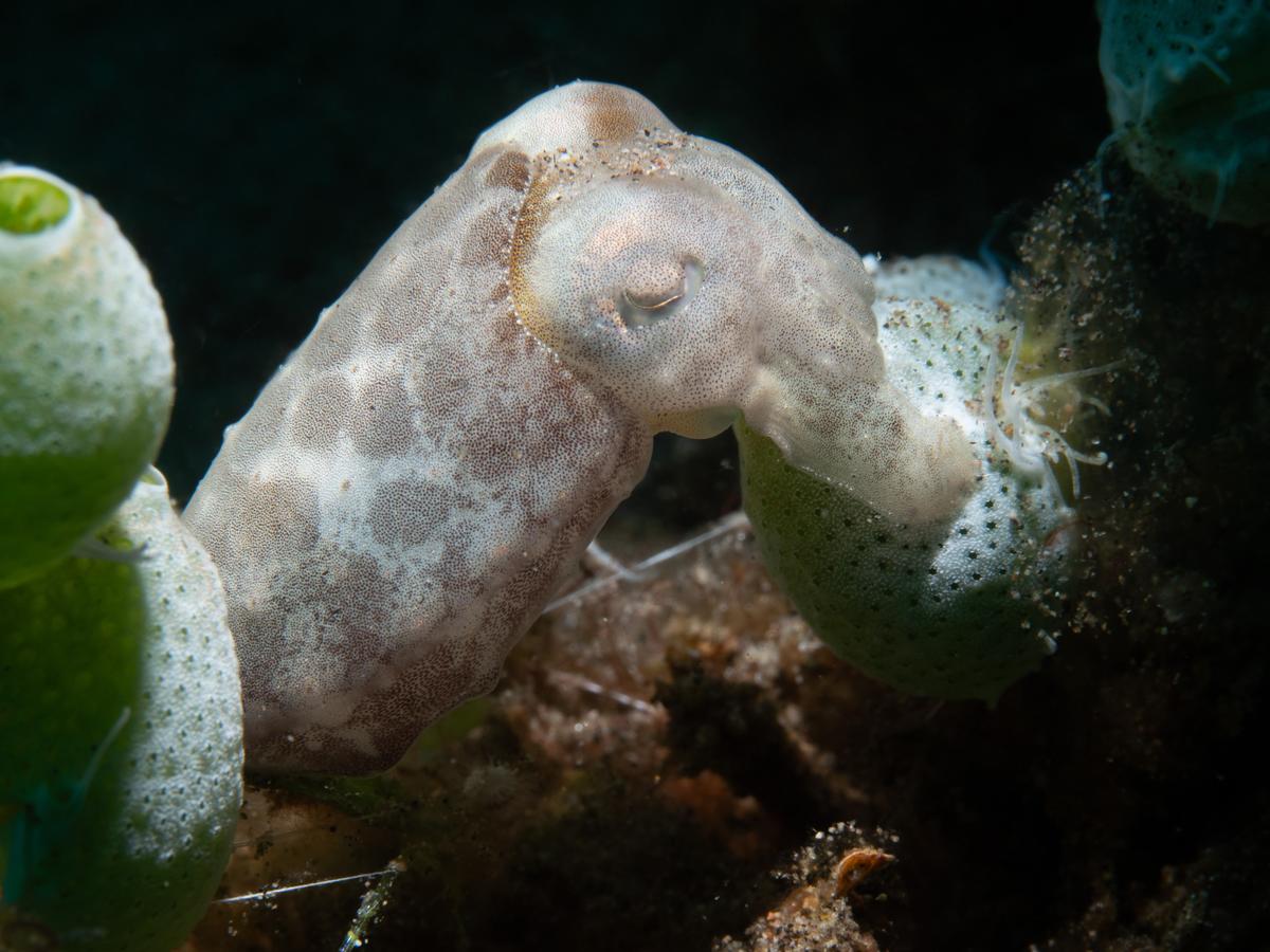 Sepia latimanus ?