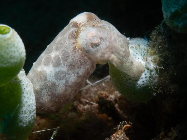 Sepia latimanus ?