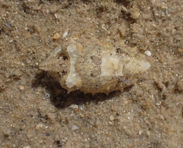 Sepia officinalis, juvenil