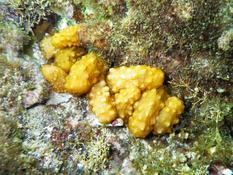 Serait-ce des Holothuries juvéniles?