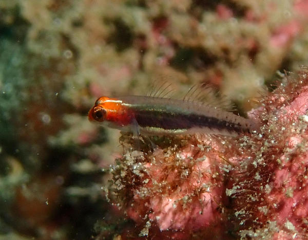 Serait-ce Elacatinus puncticulatus ?