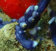 Serait ce Megatrema anglicum, la balane du corail?