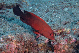 Serait-ce un Cephalopholis nigripinnis? (Ile de la Reunion)