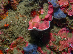 Serait-ce un corail mou ?