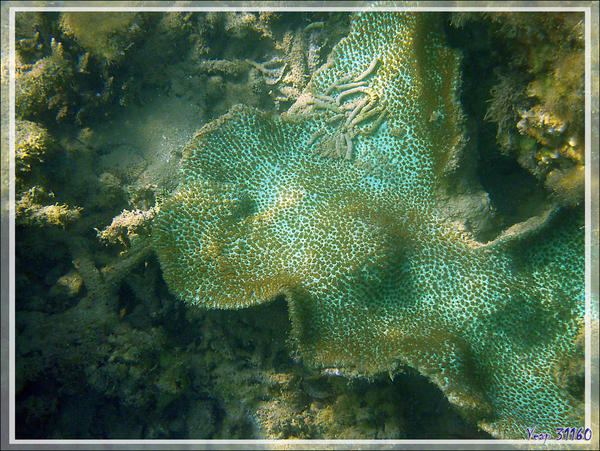 Serait-ce un corail Oxypora lacera (corail laitue ou  pustuleux ?