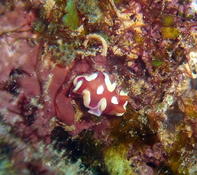 Serait-ce un Hypselodoris babai en train de pondre ?