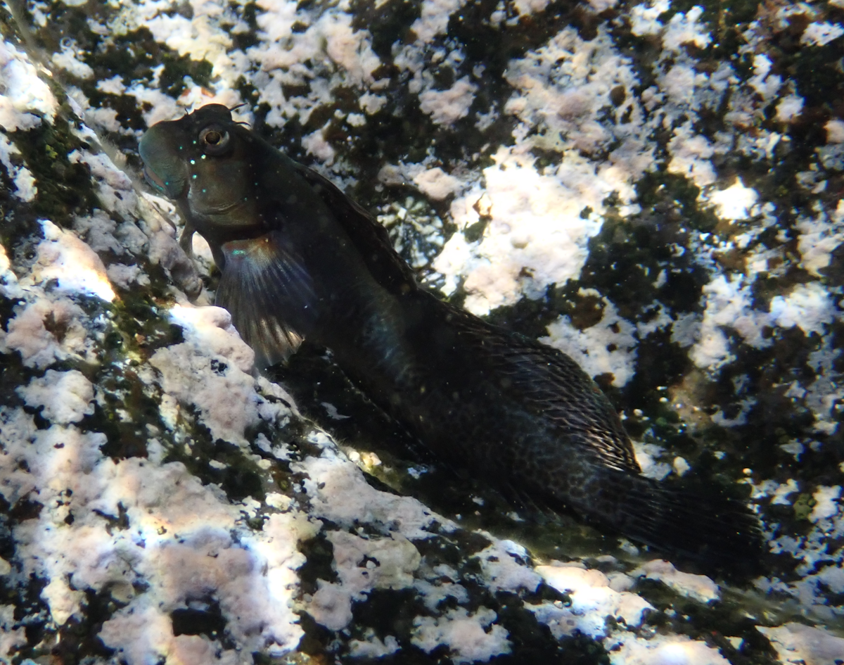 Serait-ce un Istiblennius bellus ?