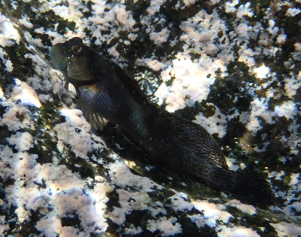Serait-ce un Istiblennius bellus ?