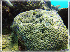 Serait-ce un Lobophyllia corymbosa  ?