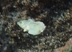 Serait-ce un Macropharyngodon ornatus juvénile ?